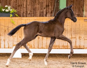 Savonarola FS (by Swarovski x Destano) is in the 2nd Austrian Online Foal Auction