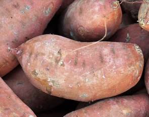 sweet potato