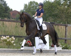 Follower, 4-year old by Furstenball - one of the stunning horses in Auction No. 2 by Sportpferde Scholz