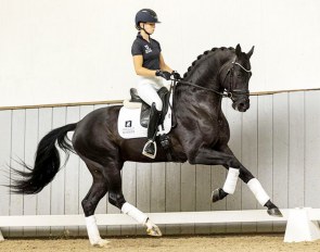 NRPS licensed stallion Guinness  (by Glamourdale x Johnson)