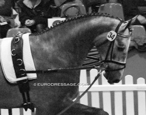 A 2.5 year old colt being lunged with standing reins at the stallion licensing in Germany :: Photo © Astrid Appels