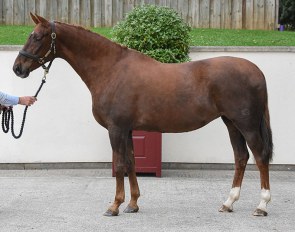 MSJ Fame, one of the last direct Furst Heinrich daughters out of Bundeschampion and Bronze World Medalist mare FBW Deja’vu, in foal to Jameson.