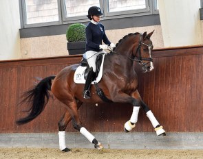 Vanzetti, a 4-year old Swedish warmblood by Blue Hors Veneziano x Zuidenwind