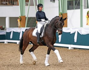 Singapore, a lovely schoolmaster for a rider seeking a safe and reliable small tour horse :: Photos © Anett Somogyvari