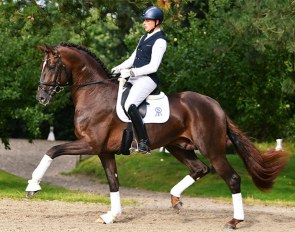 Frederic Wandres and Fashion Prinz, the 2021 Oldenburg Young Horse Champion in the 4-year old stallion class