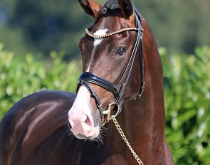 Diamond Dancer, 2.5-year old stallion by Diamond Deluxe x Lissabon x Ferragamo