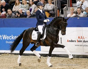 Beatrice Hoffrogge presenting King's Pleasure in the stallion show held annually during the K+K Cup in Munster :: Photo © Astrid Appels