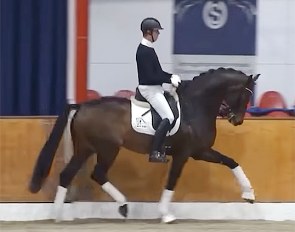 Lukas Fischer presenting Zackerey in Vechta for the new Blue Hors stallion videos