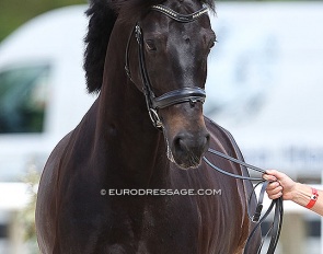 Tamino at the horse inspection at the 2021 CDIO Compiègne :: Photo © Astrid Appels