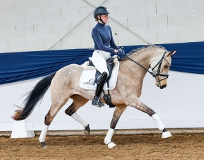 The 4-year old D-Beauty, a full sister to the licensing champion and S-level dressage winner Dating AT NRW.