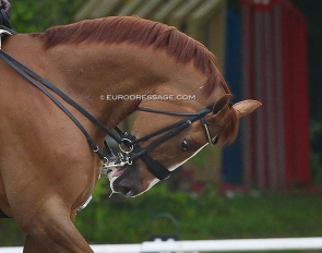 Archive photo of a horse in hyperflexed head position :: Photo © Astrid Appels