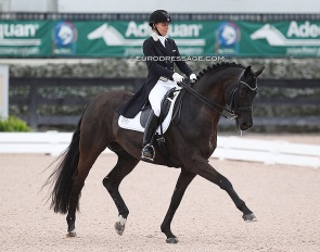 Susan Pape and Don Noblesse at the 2019 CDI Wellington :: Photo © Astrid Appels