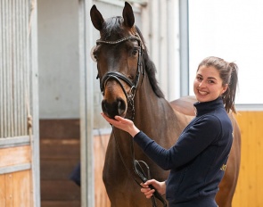 The horses for the Verden April auction have arrived and started their daily training