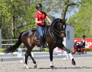 Belgian grade V rider Ulricke Dekyezer’s Sir William caught the eyes of many during their training :: Photo © Silke Rottermann