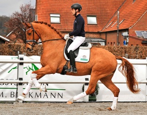 Indigo (by Ibiza x Negro x Dimaggio), for sale during the 2022 North German Dressage Elite Sales Days