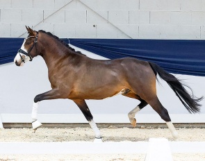 Champ (by Cosmopolitan D - Viscount - Nantano) in part of the auction collection