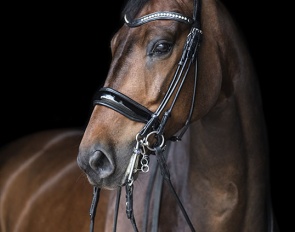 Graaf Donnerhall (by Sir Donnerhall x Warkant x Eiger)