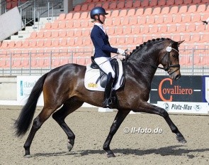 Greta Heemsoth and 5-year old Westfalian stallion Macchiato at the 2022 CDN Redefin :: Photo © LL-foto