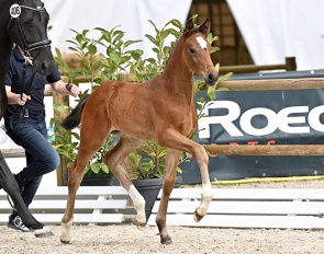 Felicia (by Franklin), a full sister to the licensed stallion Daytona. 