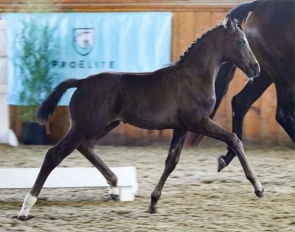 Belladonna (by Friendscout II x Bon Coeur x Rubinstein)