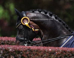 Jovian at the 2022 CDI Aachen Dressage Days in Hagen :: Photo © Astrid Appels