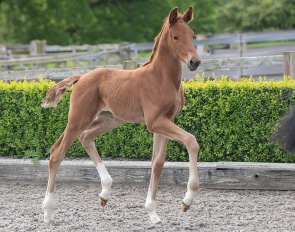 MSJ Total Dannebrog (by Total Diamond x Vitalis)