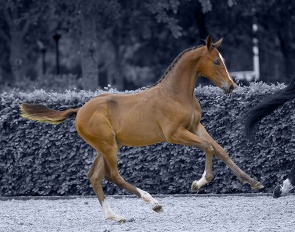 Talented sport horses selected by Schuttert for 2022 Prinsjesdag Auction - Selyno Paulowna (by Poker de Mariposa TN x Diamant de Semilly)