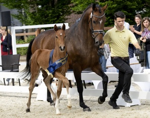 Veuve Clicquot (by Valdiviani x Sir Donnerhall) :: Photo © Hannoveraner Verband/Recki