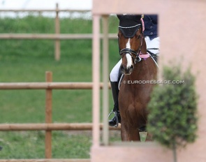 German Young Rider Looking for National or International YR Horse to Lease :: Photo just as illustration © Astrid Appels