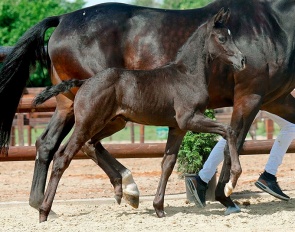 MSJ Bingo, colt by Bon Coeur x Bordeaux