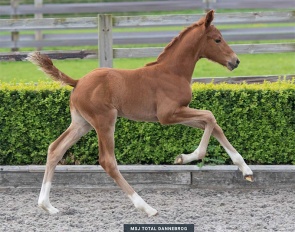 MSJ Total Dannebrog (by Total Diamond x Vitalis)