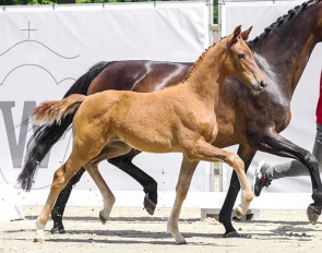 Vamos Amigas, the full sister to Cathrine Dufour's Aachen champion Vamos Amigos (by Vitalis x Hotline) :: Photo © Recki media