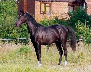 Romeo (by Metall x Gribaldi)