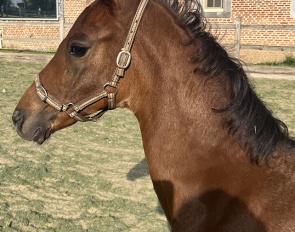 Wannabe (by Lord Loxley x Sir Donnerhall)