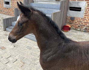 Filly by Lord Loxley x Valverde