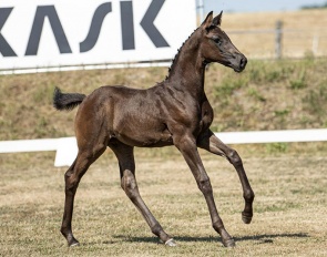 Soraya-S is by World Champion Glamourdale out of a Furst Heinrich dam