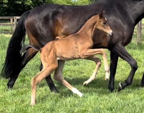 Fajita CS (by Freigeist x Wild Child x Hotline x Weltmeyer) 