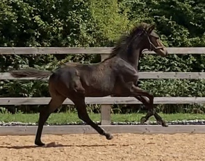 MSJ Dynamo (by Dynamic Dream x Ferdeaux x Donnerhall)