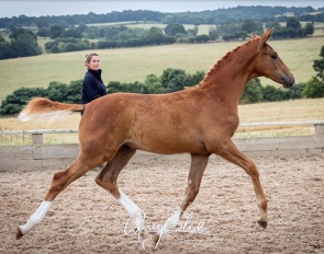 Springfever CJS (by Springbank II x Florestan)