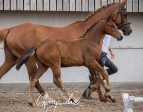 Vanessa CJS (by Va Pensiero x Quasar de Charry)