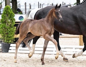 Touch Down, colt by Total McLaren x Grey Flanell x Fidermark
