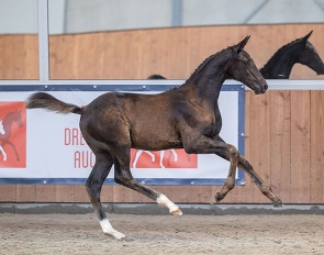 Sunshine V.Z. - Impressive son of two-times World Young Horse Champion Kjento!