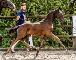 Glamour Time (by Glamourdale x Sir Donnerhall x De Niro)