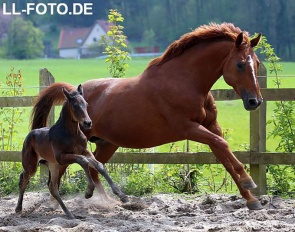 Broodmare Libertine (by Weltmeyer x Davignon)