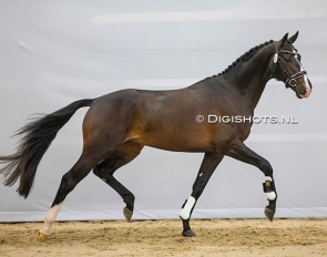 Please Me (by Cum Laude X Glamourdale) at the pre-selection for the 2023 KWPN Stallion Licensing :: Photo © Digishots