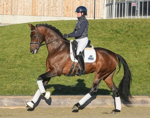 Beth Bainbridge and Blue Hors Viconte at Elite Stallions in Devonshire, U.K. :: Photos © Tanja Davis 