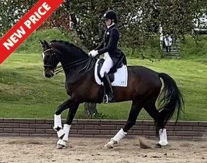 Sir Doriol (by Sir Oldenburg x Don Primero)