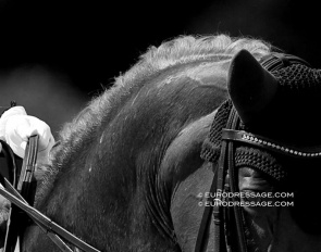 A swollen parotid gland in a dressage horse at a CDI competition :: Photo © Astrid Appels