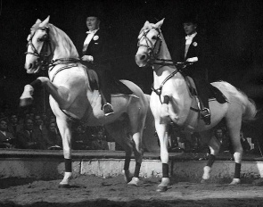 Wahl and Knie exhibiting on two Lipizzans in Spanish walk :: Photo © Archive Circus Knie