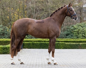 Fifty-Fifty (by Furst Toto x Royal Classic) :: Photo © Helgstrand